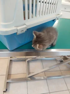 Roch François-Xavier à Beautiran