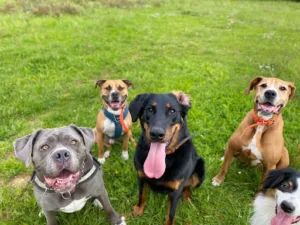 Joulin David à Bagneux