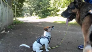 Clinique Vétérinaire Halle’Vet à Vernon