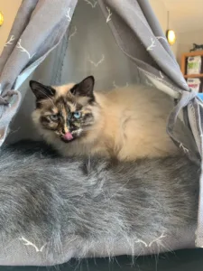 Cabinet Veterinaire For Ever à Crasville-la-Mallet