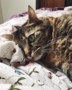 Clinique vétérinaire d’ Outre Foret à Rittershoffen