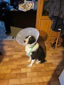 Clinique Vétérinaire du Docteur Pamphile Kouman à Bollezeele