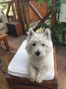 Veterinary clinic Biot 3000 à Biot