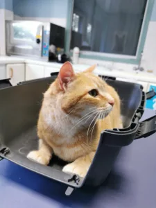 Clinique Vétérinaire de l’Erable Rouge à Tournus