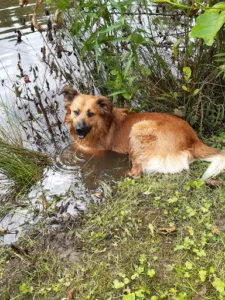 Cabinet Vétérinaire du Val d’Origny – Drs Deroissart O. & Wybaillie K. à Mont-d'Origny