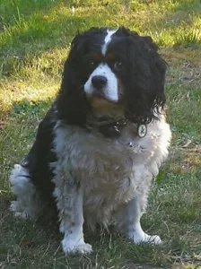 SELARL Bougard-Tuauden, vétérinaires à Allonnes