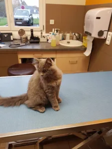 Veterinary Clinic Lambert Degimbe à Cuts