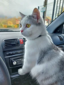 Clinique vétérinaire des mille et une pattes à Houplines