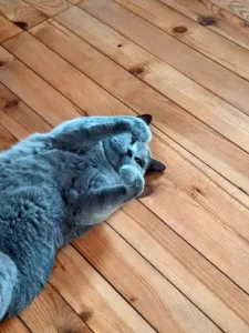 CLINIQUE VÉTÉRINAIRE LES ACACIAS à Uzeste