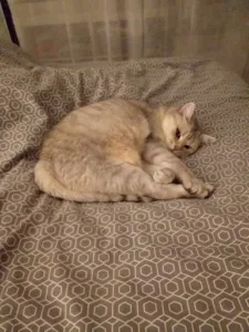 Cabinet Vétérinaire AniCura Arc-en-Ciel à Guénange