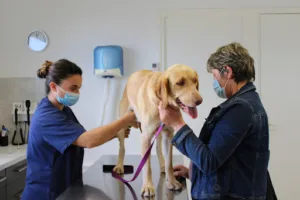 Clinique Vétérinaire VPLUS de Mirambeau à Mirambeau