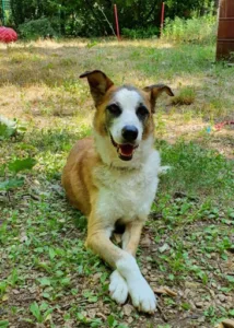Dr Marie Deverriere, vétérinaire, visites à domicile, Arnica.Vet à Mouans-Sartoux