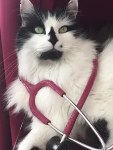 Veterinary clinic Pascaud Lambert à Sénas