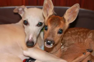 Clinique vétérinaire de Chailly-en-Bière à Chailly-en-Bière