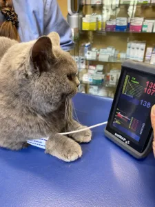 Cabinet vétérinaire Aline Lebrun à Cons-la-Grandville