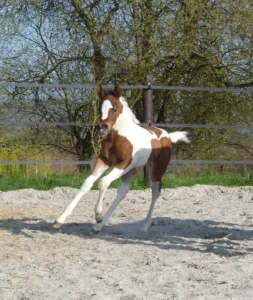 Cabinet Vétérinaire Du Camp De Peran à Plédran