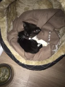 S C P Huss Gelin Andre Sampietro à Rochefort