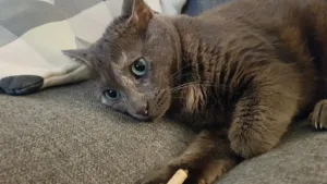 Cabinet vétérinaire du Dr Dabin à Châtillon