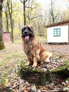 Cabinet vétérinaire Antonne à Antonne-et-Trigonant