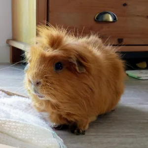 Deneuche Thomas à Nieppe