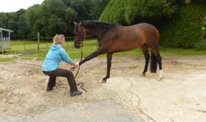Vet’équilibre vétérinaire ostéopathe et acupuncteur à Aspremont