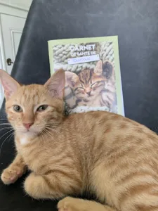 Clinique Veterinaire Des Deux Caps à Marquise