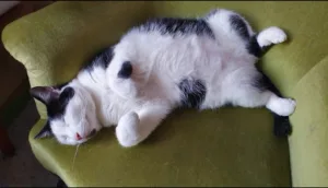 Clinique Vétérinaire Emmanuelle HERY STAIGER à Neuvy