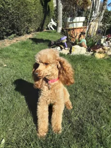 Veterinary Office Coppé-Pirart à Messein