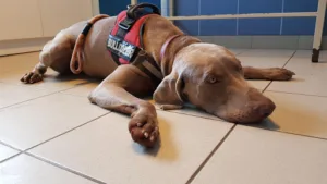 Clinique vétérinaire du Seuil de Bray à Ferrières-en-Bray