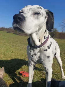 Clinique Vétérinaire Rexpovet à Rexpoëde