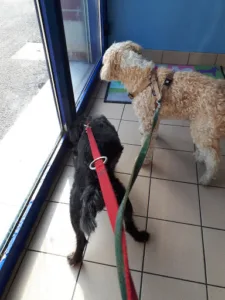 Clinique Vétérinaire Docteur Waflart à Montigny-en-Ostrevent