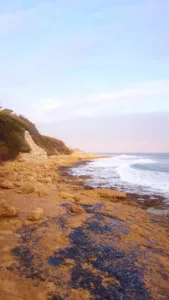 Selarl Veterinaire Du Dr Picandet à Sausset-les-Pins