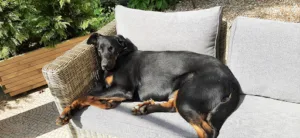 Veterinary Clinic Marais à Sermaise