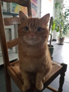 Vétérinaires HOUTAUD à Houtaud