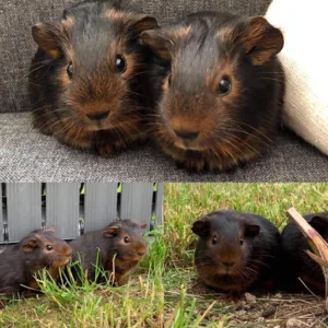 Vétérinaires Drs Brugerolles Nury SELARL à Thorigné-Fouillard