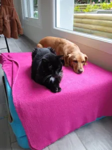 Clinique Vétérinaire Mon Véto Vassy à Valdallière