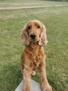 Cabinet Vétérinaire du Dr Colonna à Eaubonne