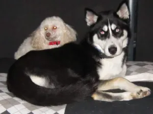 Cabinet Vétérinaire des Petits Pas à Belin-Béliet