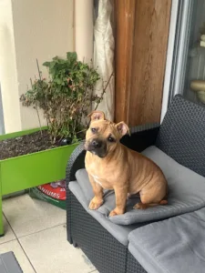 Clinique Vétérinaire Beynes à Beynes