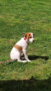 Veterinary Clinic Cambajon à Sauzet