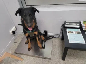 Cabinet Vétérinaire Bernardin Vangassen à Saint-Gratien