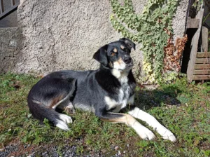 Groupe Vétérinaire St Pierre de Trivisy à Saint-Pierre-de-Trivisy