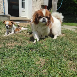 Scheffen Bernard à La Haye