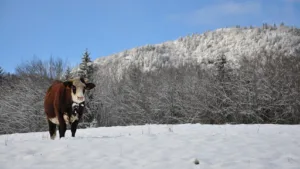 Vétérinaire Véto Family Taninges à Taninges