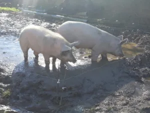 Lafforgue Yves Antoine Valery à Aurimont