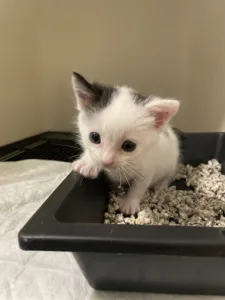 Albufera vétérinaire à Vernon