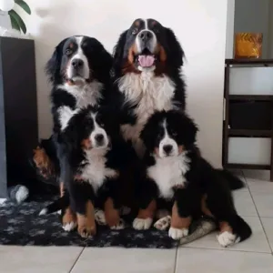 Veterinary clinic Rochettes à Montaigu