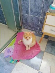 Clinique Vétérinaire à Bourbriac