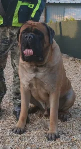 Confluent Veterinary Clinic à Montereau