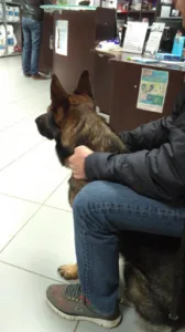 Clinique Vétérinaire de Jonzac à Jonzac